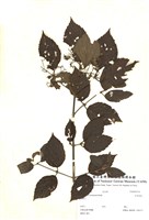 藏品(呂宋莢蒾)的圖片